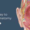 KenHub Anatomy and Histology 2019 (Videos)