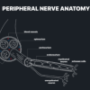 MRIOnline MRI Mastery Series: Nerve Imaging – Entrapment Neuropathy and Tumor Imaging of Nerves 2021 (CME VIDEOS)