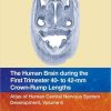 The Human Brain during the First Trimester 40- to 42-mm Crown-Rump Lengths: Atlas of Human Central Nervous System Development, Volume 6 (PDF)