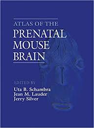 Atlas of the Prenatal Mouse Brain