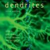 Dendrites