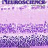 Neuroscience: Volume 508 to Volume 526 2023 PDF