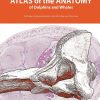 Atlas Of The Anatomy Of Dolphins And Whales (EPUB)