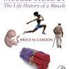 Muscle Biology: The Life History Of A Muscle (EPUB)