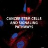 Cancer Stem Cells And Signaling Pathways (EPUB)