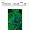 Tissue and Cell PDF