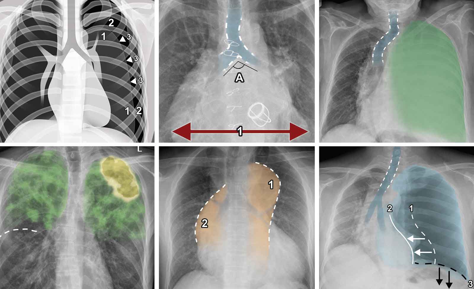 Discover the Best Free Radiology Books Available Online: 2024 Complete Guide